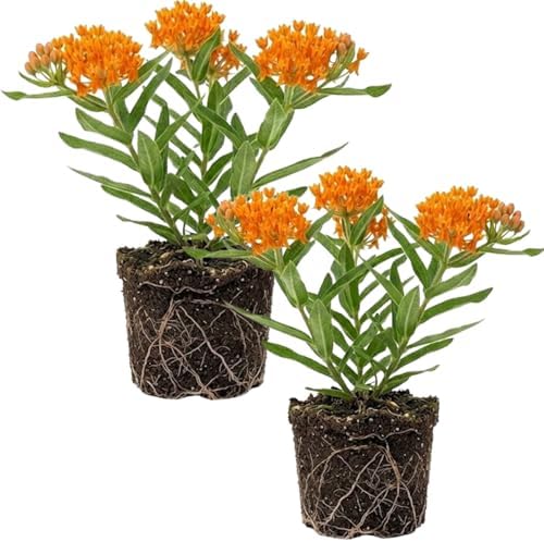 2 Orange Milkweed Plants, 5-8" Tall Butterfly Milkweed Plants by Unknown