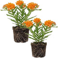 2 Orange Milkweed Plants, 5-8" Tall Butterfly Milkweed Plants by Unknown