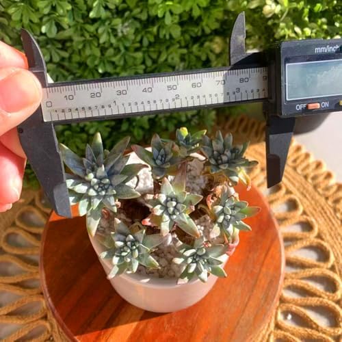 Dudleya Gnoma S.W.McCabe Rare Live Succulent, Multi-Head Pink Rosette Succulent, Over 5 Heads, 5-6 Inch Bare Root Live Plant, No Pot Soil, Easy Care Indoor Houseplant, Outdoor Plant for Decor - Image 4