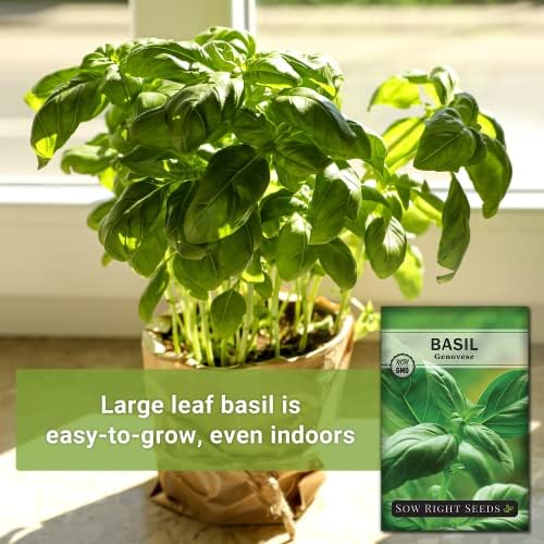 Sow Right Seeds - Genovese Sweet Basil Seed for Planting an Herb Garden 4pk - Image 3