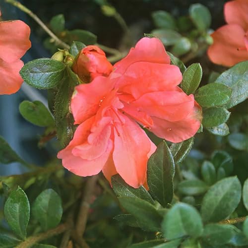 Perfect Plants Autumn Embers Encore Azalea, 1 Gallon, Live Shrub - Image 6