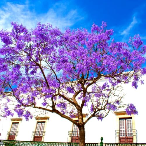 Purple Blue Jacaranda Tree Plant Live, 4-7 Inch Tall, 4 Inch Pot by Unknown