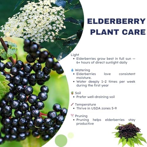 Black Elderberry Bush Live Plant, 6-12" Tall, Quart Pot, Hardy Berry Shrub - Image 5