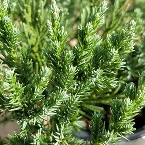 Parsoni Juniper (2.5 Quart) Low-Growing Evergreen Shrub with Grayish Blue-Green Foliage - Live Outdoor Full Sun to Part Shade Plant - Image 3