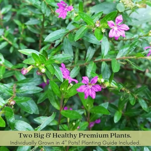 Clovers Garden Mexican Heather Magenta Plants - Two (2) Live Plants – Non-GMO - Not Seeds - Each 4" to 8" Tall – in 4" Inch Pots - Heat Tolerant, Pollinator Friendly, Low Maintenance - Image 6