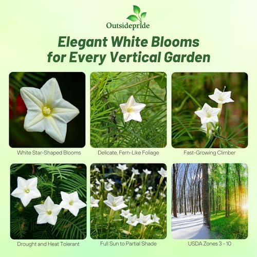 Outsidepride White Cypress Vine Seeds - 200 Pcs Annual Flower Seeds with Nectar-Rich, Star-Shaped Flowers & Feathery, Fern-Like Leaves for Fences, Trellises, Pergolas & Vertical Gardens - Image 2