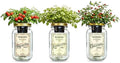 Salsa Garden Mason Jar Grow Kit (3 Pack) – Tiny Tim Tomato, Lemon Cilantro & Chiltepin Pepper – Indoor Hydroponic Herb & Vegetable Grow Kit – Windowsill Salsa Ingredient Garden by BraggableGardens