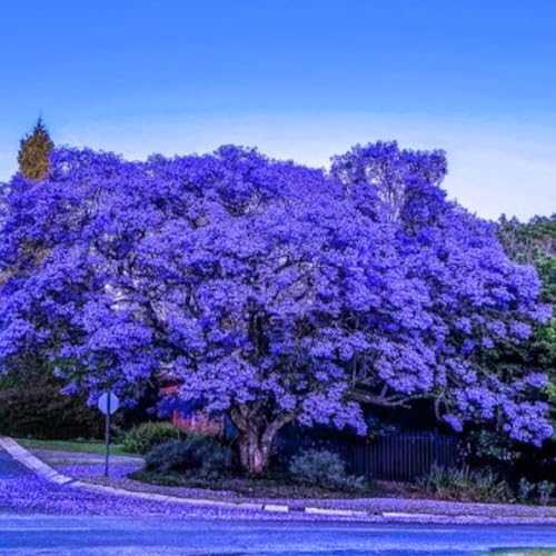 Blue Jacaranda Tree Live Plant, 5-8 Inch Tall, 4 Inch Pot - Image 2