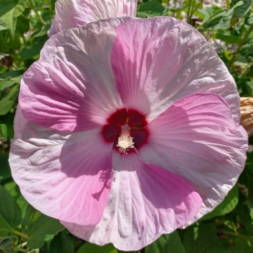 Bicolor Hibiscus Flower Live Plant, Large Bloom Shrub, 5-8'' Tall - Image 7