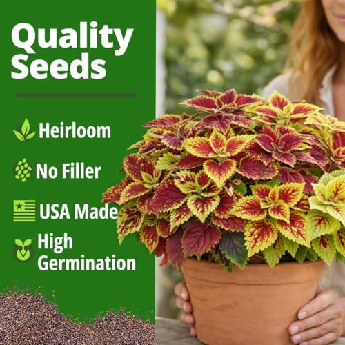 HOME GROWN Rainbow Coleus 1500 Flower Seeds Plectranthus scutellarioides - Image 6