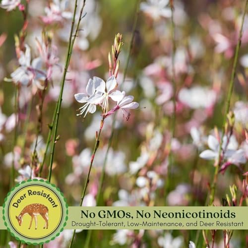 Clovers Garden Gaura Sparkle White Plants - Two (2) Live Plants - Non-GMO - Each 4" to 8" Tall - in 4" Inch Pots - Perennial, Pollinator Friendly, Continuous Blooms - Image 4