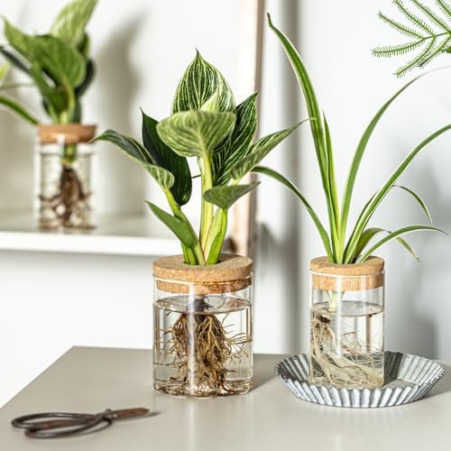 Glass Propagation Stations for Plants -Desktop Flower Vases,Propagation Flower Vases Set – 6 Large & 6 Small for Plant Cuttings，for Living Room, Bedroom Decoration,Home,Office Decor (12) - Image 4