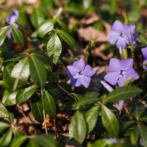 Vinca Plants - Vinca Minor, 4 Inch Size, Low Maintenance Evergreen Vine for Erosion Control and Shady Borders - Image 7
