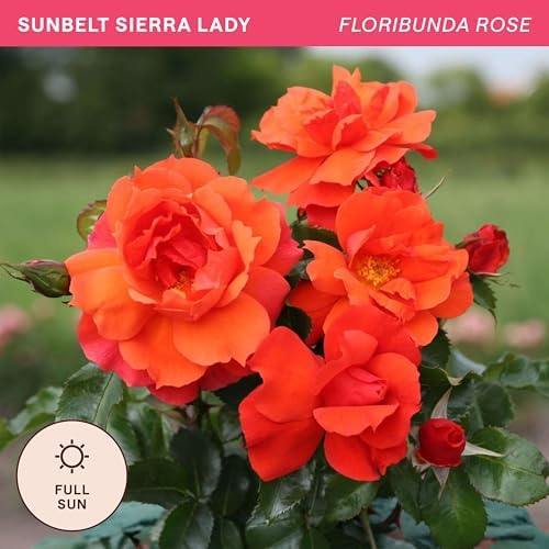 Heirloom Floribunda Roses, Live Own Root Plant, Sunbelt® Sierra Lady™ - Image 4