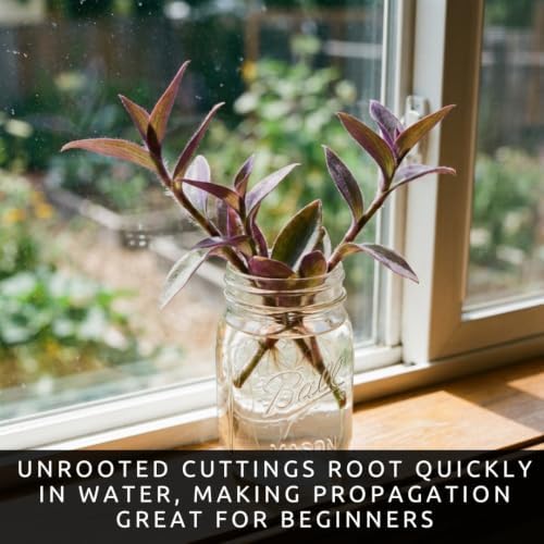 Purple Heart Tradescantia Live Plant, Indoor Wandering Jew, 5 Cuttings - Image 3