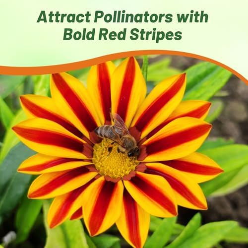 Outsidepride New Day Red Striped Gazania Seeds for Planting – 50 Pcs Perennial, Low-Maintenance, Drought-Tolerant Ground Cover Seeds for Vibrant Summer & Fall Flowers, Great for Outdoor Gardens - Image 6