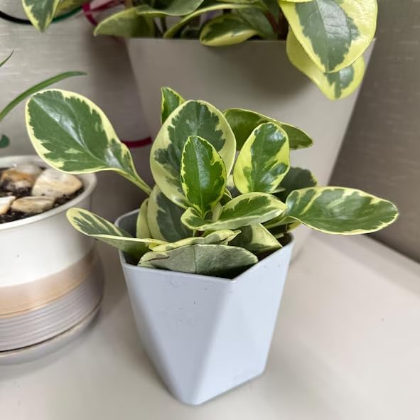 Variety of Peperomia Live Plant for Houseplant Tropical Shurb 4" Pot (Variegated Peperomia Plant) - Image 5