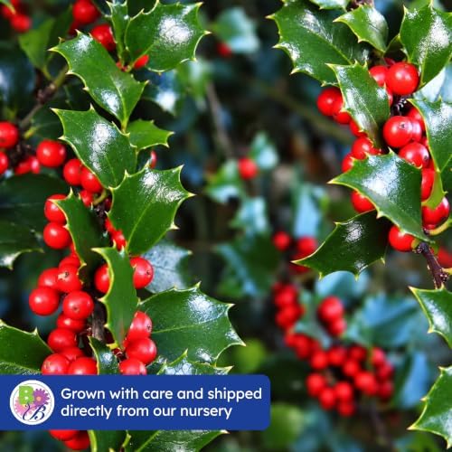 China Girl Holly, Live Evergreen Shrub, 3 Gallon - Image 7