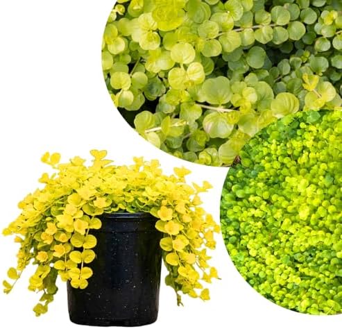 Golden Creeping Jenny Plant Live, Perennial Ground Cover, 2-5 Inch Tall by PlantsSeedsBulbs