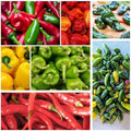 Hot and Sweet Pepper Seeds Collection, 8 Varieties, Jalapeno, Habanero, Bell Pepper, Cayenne, Hungarian Wax, Anaheim, Serrano, Poblano Vegetable Planting by BuggyBeds