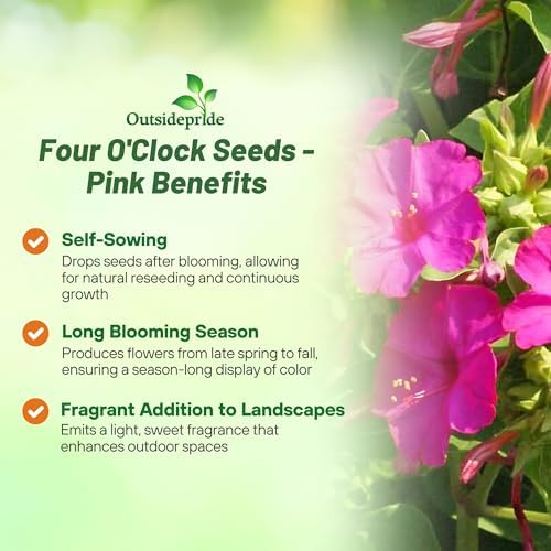 Outsidepride Pink Four O'clock Flower Seeds - 1/4 lb Perennial Fragrant, Trumpet-Shaped Blooms, Deer-Proof & Easy to Grow, for Pollinator & Evening Gardens, Containers, Hedges, or Borders - Image 3