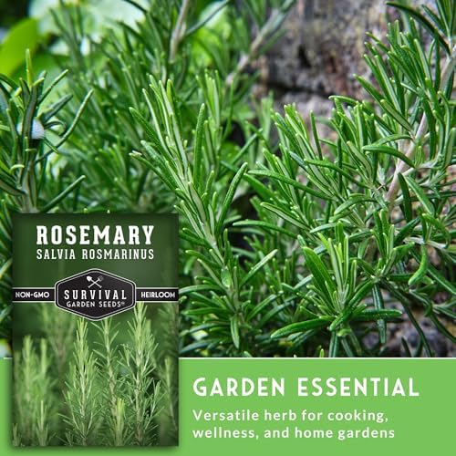 Rosemary Seeds for Planting – Survival Garden Seeds (2 Pack) - Image 6