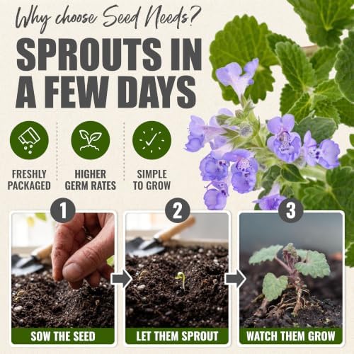 Seed Needs Catmint Seeds to Plant an Herb Garden - 2 Packs - Image 5
