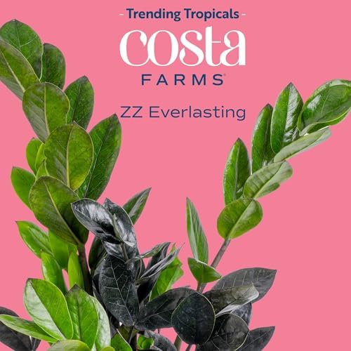 Costa Farms Everlasting ZZ Plant, Easy Live Indoor Plant, Air Purifying - Image 3