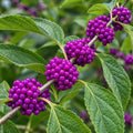 American Beautyberry Shrub/Bush - 12-14" Tall Live Plant - Gallon Pot by Unknown