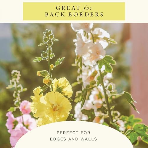 Sereniseed Double Mixed Hollyhock Seeds (1 oz) - Image 6