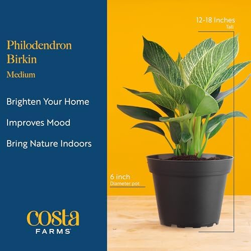 Costa Farms Birkin Philodendron, Live Indoor Plant, Tropical Houseplant - Image 4