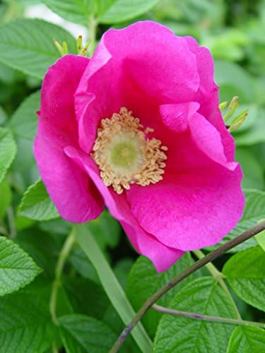 Rosa rugosa (Rugosa Rose) Rose, pink flowers, #3 - Size Container - Image 2