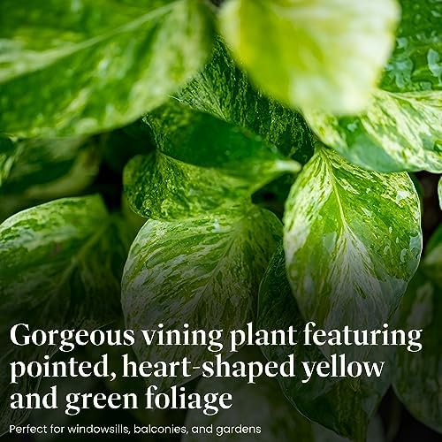 American Plant Exchange Golden Pothos – 6-Inch Pot – Live Easy Care Vining Houseplant, Air Purifying Indoor Plant for Home, Office, or Garden Decor - Image 3