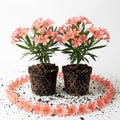 2 Dwarf Salmon Oleander Live Plants, 4–7 Inches Tall, Flowering Shrubs by TANKDA