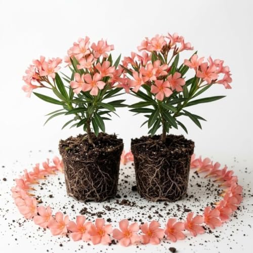 2 Dwarf Salmon Oleander Live Plants, 4–7 Inches Tall, Flowering Shrubs by TANKDA