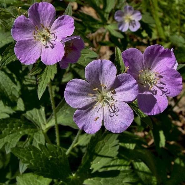 Pack of 10 Geranium Maculatum Wild Geranium Rhizomes for Planting, Bare Roots, Hardy Perennial Woodland Ground Cover, Pale Pink to Lilac Spring Flowers, Shade Garden Live Roots - Image 7