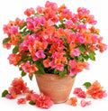 Orange Bougainvillea Plant Live for Planting, Orange Flower Vine Plant, Vibrant Bougainvillea Tree for Home Garden 4 to 6 Inch Tall, No Pot by Unknown