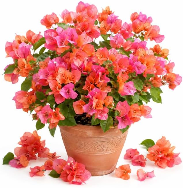 Orange Bougainvillea Plant Live for Planting, Orange Flower Vine Plant, Vibrant Bougainvillea Tree for Home Garden 4 to 6 Inch Tall, No Pot by Unknown