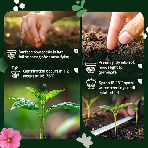 SVI 1000 Red Sage Seeds for Planting Outdoors (Salvia coccinea) – Scarlet sage, Deer Resistant Wildflower – Heirloom Flower Seeds to Plant Outside & Inside Garden, Beds, Containers - Image 5