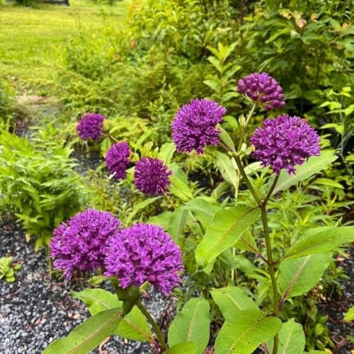 Set of 2 Purple Milkweed Live Plant 4-6" Tall, Dormant in Winter - Image 4