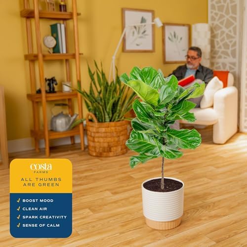 Costa Farms Fiddle Leaf Fig Tree, Live Indoor Plant, Large, 3-4 Ft. Tall - Image 5