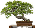 Chinese Elm Bonsai Tree Seeds - 50 Seeds - Prized Bonsai Specimen by CZGrain