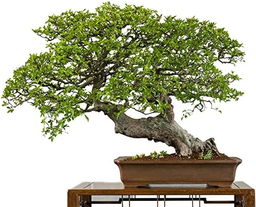 Chinese Elm Bonsai Tree Seeds - 50 Seeds - Prized Bonsai Specimen by CZGrain
