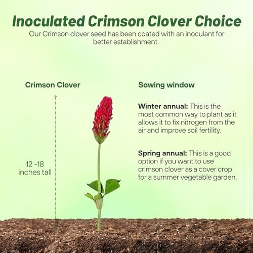 Outsidepride Crimson Clover Seeds - 1/4 lbs. Annual, Nitrocoated, & Inoculated Ground Cover Seeds, Ideal Clover Seed for Lawn, Cover Crop, Pasture, Hay, Green Manure & Wildlife Forage - Image 4
