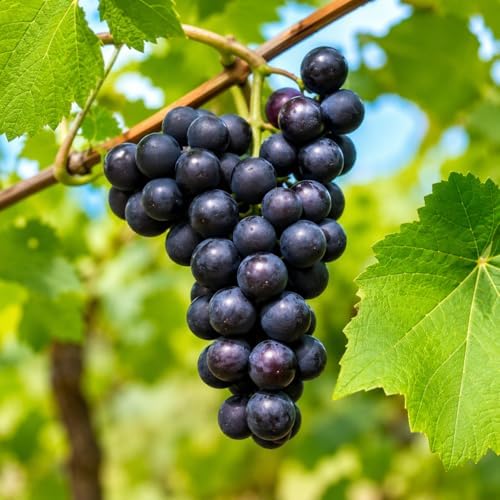 Cowart Muscadine Grape Vine - 28-36" Tall Live Plant - 2 Gallon Pot - Image 3