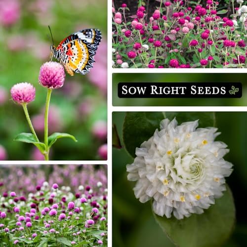 Sow Right Seeds - Tall Mixed Globe Amaranth Seed for Planting Gomphrena 4pk - Image 4