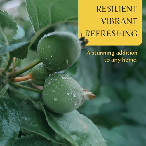 3 Pineapple Guava (Feijoa) Trees | Live Saplings in 2.5-inch Nursery Cubes | Feijoa Sellowiana Variety | Drought-Tolerant Fruit-Bearing Trees and Shrubs | Tropical Ornamental Charm for Home and Garden - Image 3