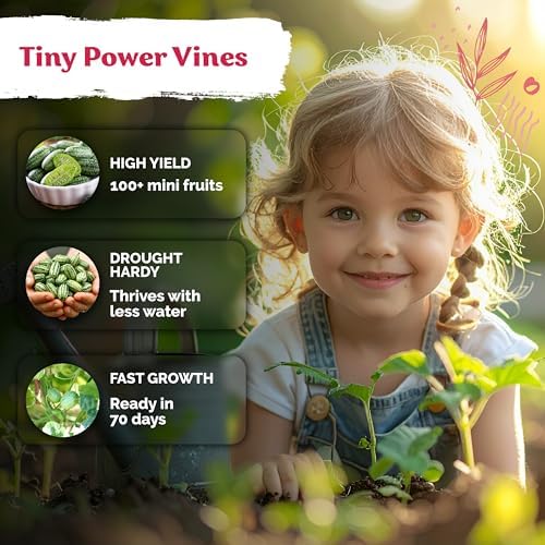 75 Cucamelon Heirloom Vegetable Seeds for Planting, Melothria Scabra - Image 4