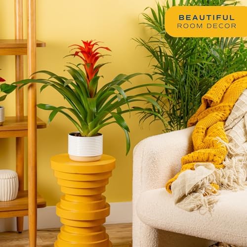 Costa Farms Bromeliad, Live Indoor Plant, Easy Care, Home Decor - Image 4