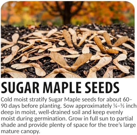 50 Sugar Maple Tree Seeds | Acer Saccharum Native Shade Tree Seeds to Grow - Image 3